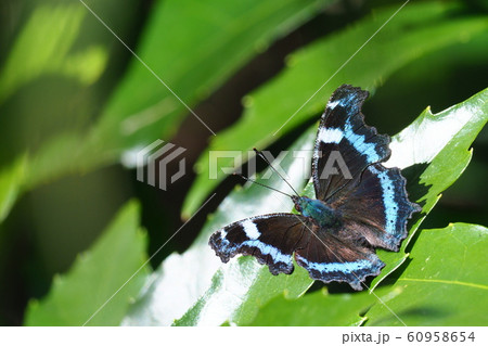 ルリタテハ ルリタテハ 60958654