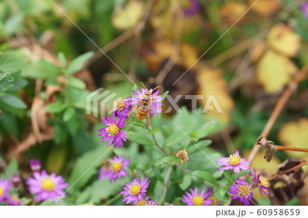 野紺菊の蜜を吸うキイロスズメバチ 野紺菊の蜜を吸うキイロスズメバチ 60958659