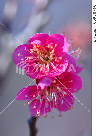 寒さに耐え気品よく咲く 寒さに耐え気品よく咲く 60958766