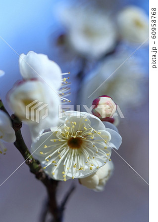 寒さに耐え気品よく咲く 60958768