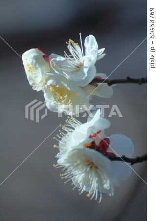 寒さに耐え気品よく咲く 60958769