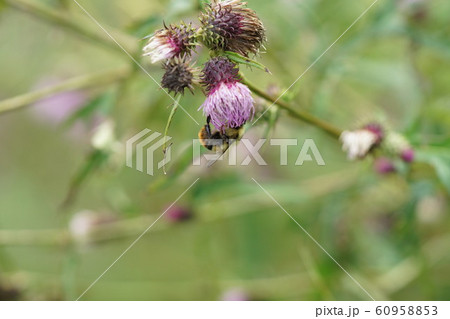 薊の蜜を吸うオオマルハナバチの雄 薊の蜜を吸うオオマルハナバチの雄 60958853