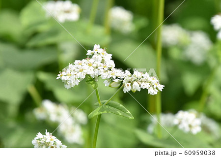 そば畑、そばの花、鹿児島県溝辺にて 60959038