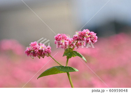 そば畑 そばの花 鹿児島県溝辺町にての写真素材