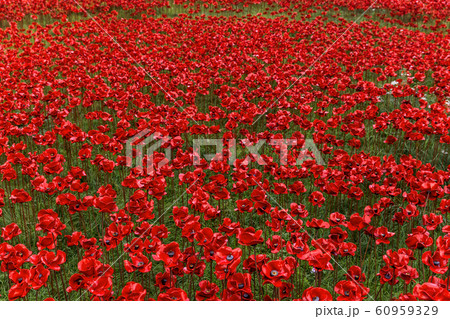 United Kingdom, London 60959329