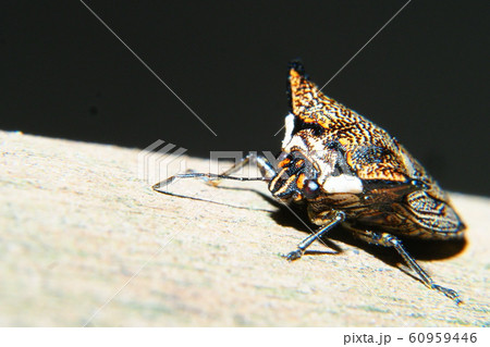 ウシカメムシ ウシカメムシ 60959446
