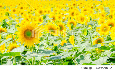 向日葵 （明野ひまわり畑） 60959612