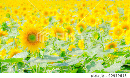 向日葵 (明野ひまわり畑) 向日葵 (明野ひまわり畑) 60959613