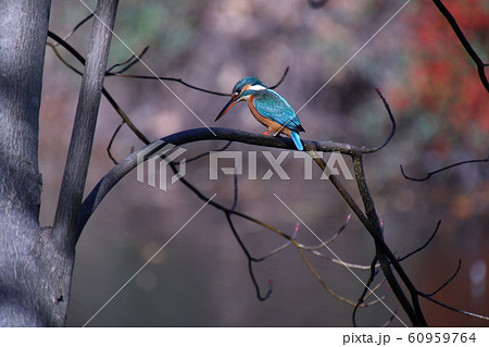 木の枝から獲物を狙うカワセミ 60959764