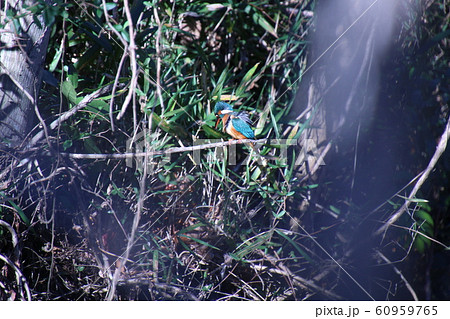 風に煽られるカワセミ 60959765