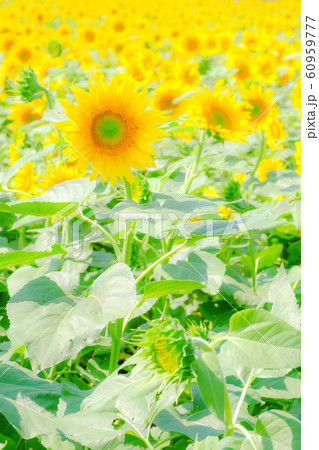 向日葵 （明野ひまわり畑） 60959777