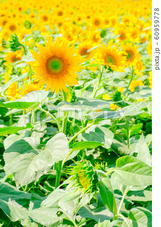 向日葵 （明野ひまわり畑） 60959778