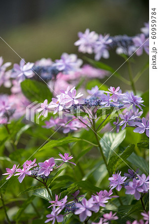 公園に咲くあじさい 60959784