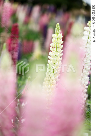 色とりどりのルピナス 60960280