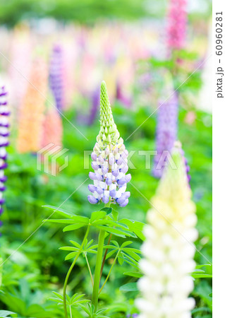 色とりどりのルピナス 60960281