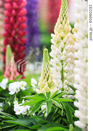 色とりどりのルピナス 色とりどりのルピナス 60960292