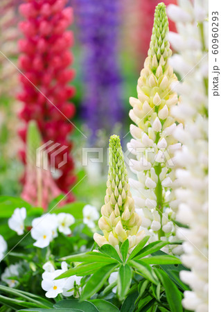色とりどりのルピナス 色とりどりのルピナス 60960293