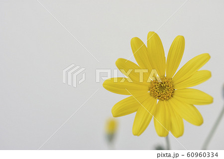 ユリオプスデージー ユリオプスデージー 60960334