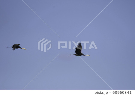 ナベヅルの親子の飛翔　出水 60960341