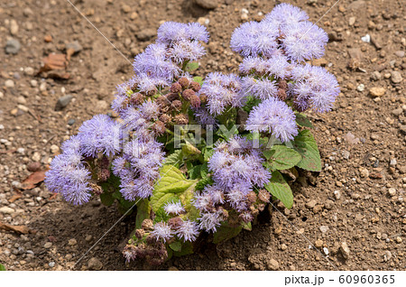 庭に咲いた紫色の花	 60960365