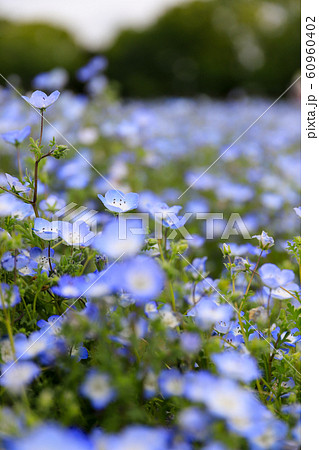 公園に咲くネモフィラ 公園に咲くネモフィラ 60960402