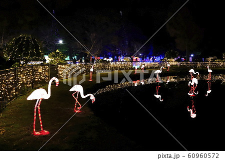 光の祭典　元渕江公園　足立区保木間 60960572