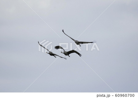 ナベヅルの飛翔　出水 60960700