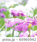 菖蒲 60960942