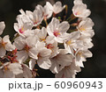 桜 60960943