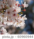 桜 60960944