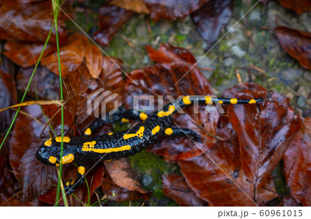 fire salamander or Salamandra salamandra fire salamander or Salamandra salamandra 60961015