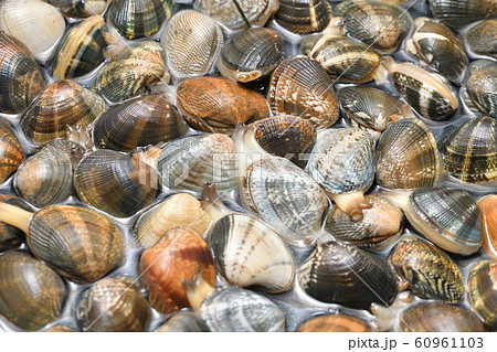 国産アサリの砂出し、下処理。フライパンに塩水を入れ、浅蜊を浸し、砂出しをさせます。 国産アサリの砂出し、下処理。フライパンに塩水を入れ、浅蜊を浸し、砂出しをさせます。 60961103