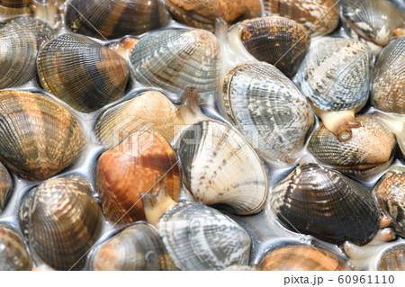 国産アサリの砂出し、下処理。フライパンに塩水を入れ、浅蜊を浸し、砂出しをさせます。 60961110