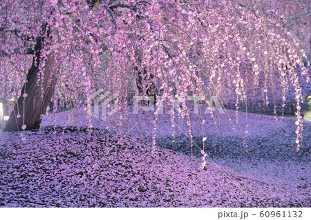 3月　三重県　鈴鹿の森庭園　しだれ梅 60961132
