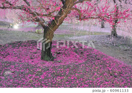 3月 三重県 鈴鹿の森庭園 しだれ梅 3月 三重県 鈴鹿の森庭園 しだれ梅 60961133