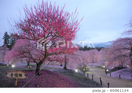 3月　三重県　鈴鹿の森庭園　しだれ梅 60961134