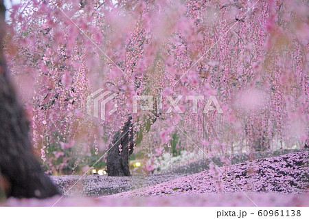 3月 三重県 鈴鹿の森庭園 しだれ梅 3月 三重県 鈴鹿の森庭園 しだれ梅 60961138