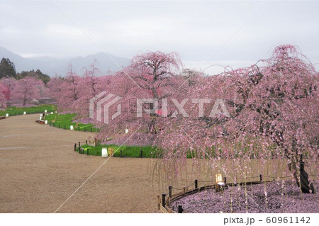 3月 三重県 鈴鹿の森庭園 しだれ梅 3月 三重県 鈴鹿の森庭園 しだれ梅 60961142