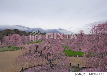 3月 三重県 鈴鹿の森庭園 しだれ梅 3月 三重県 鈴鹿の森庭園 しだれ梅 60961143