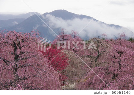 3月　三重県　鈴鹿の森庭園　しだれ梅 60961146
