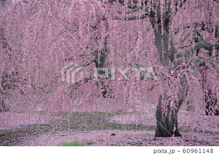 3月　三重県　鈴鹿の森庭園　しだれ梅 60961148