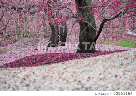 3月 三重県 鈴鹿の森庭園 しだれ梅 3月 三重県 鈴鹿の森庭園 しだれ梅 60961164