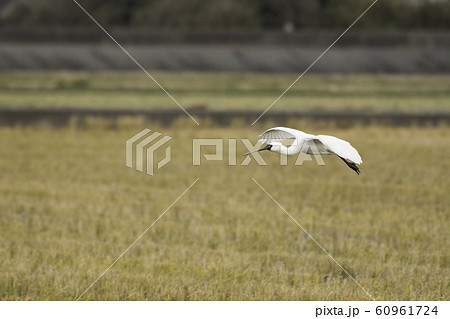 クロツラヘラサギの着陸　出水 60961724