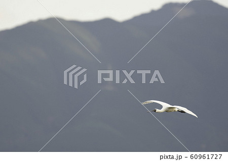 クロツラヘラサギの飛翔　出水 60961727