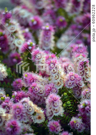 Pink, white, cream and purple flowers of the Western Australian native Spiked Featherflower, Verticordia spicata, family Myrtaceae. Endemic to Geraldton Sandplains region, South-West province of WA Pink, white, cream and purple flowers of the Western Australian native Spiked Featherflower, Verticordia spicata, family Myrtaceae. Endemic to Geraldton Sandplains region, South-West province of WA 60962228