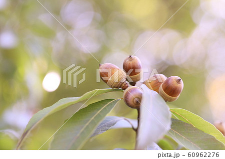 シラカシのドングリ シラカシのドングリ 60962276