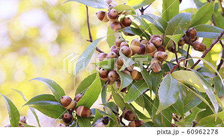 シラカシのドングリ 60962278