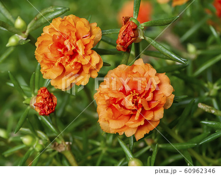 Close up Portulaca flower. 60962346