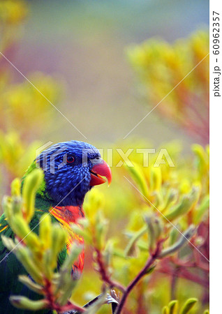 Australian native Rainbow Lorikeet, Trichoglossus moluccanus, family Psittacidae, perched amongst yellow Kangaroo Paw flowers in Sydney, NSW, Australia. Endemic to eastern and southeastern Australia. 60962357