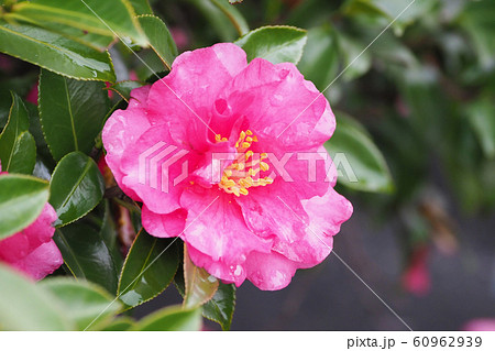 美しいサザンカ(山茶花)(水滴付き) 美しいサザンカ(山茶花)(水滴付き) 60962939